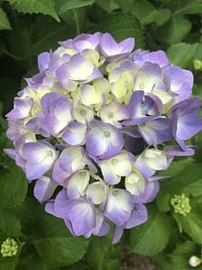 紫陽花