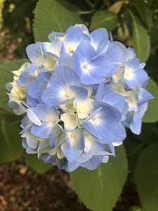 紫陽花