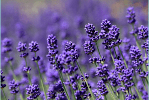 ラベンダー