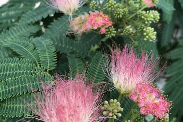 PayPay導入のお知らせ