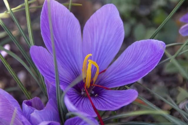 サフランの花