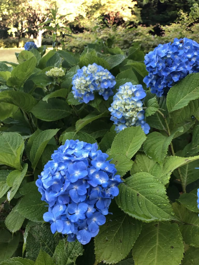 紫陽花