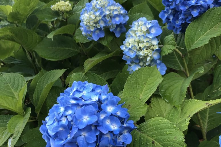紫陽花
