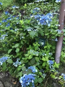 紫陽花